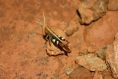 20080319_img_3113